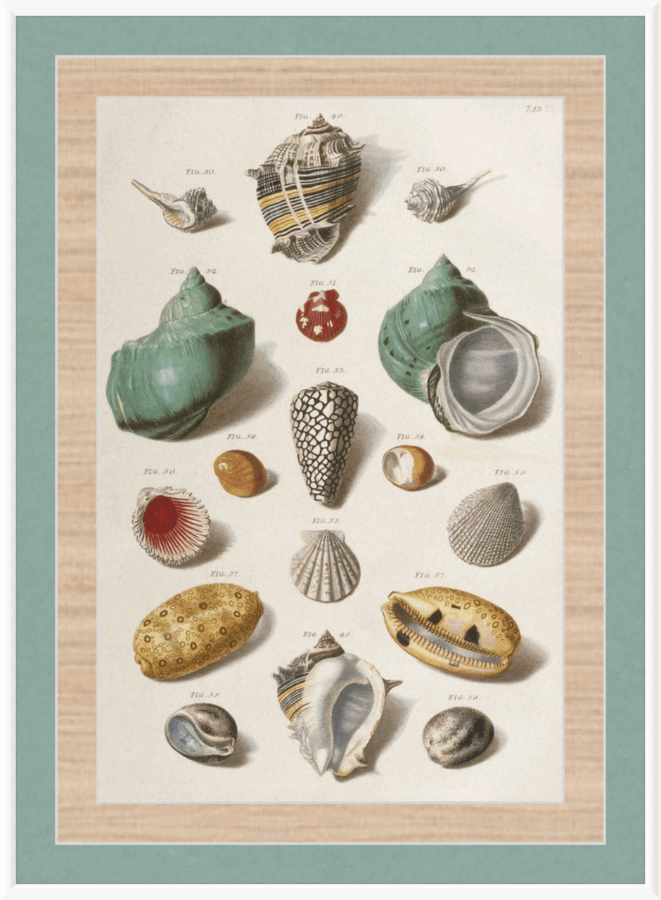 Vintage Seashell Poster