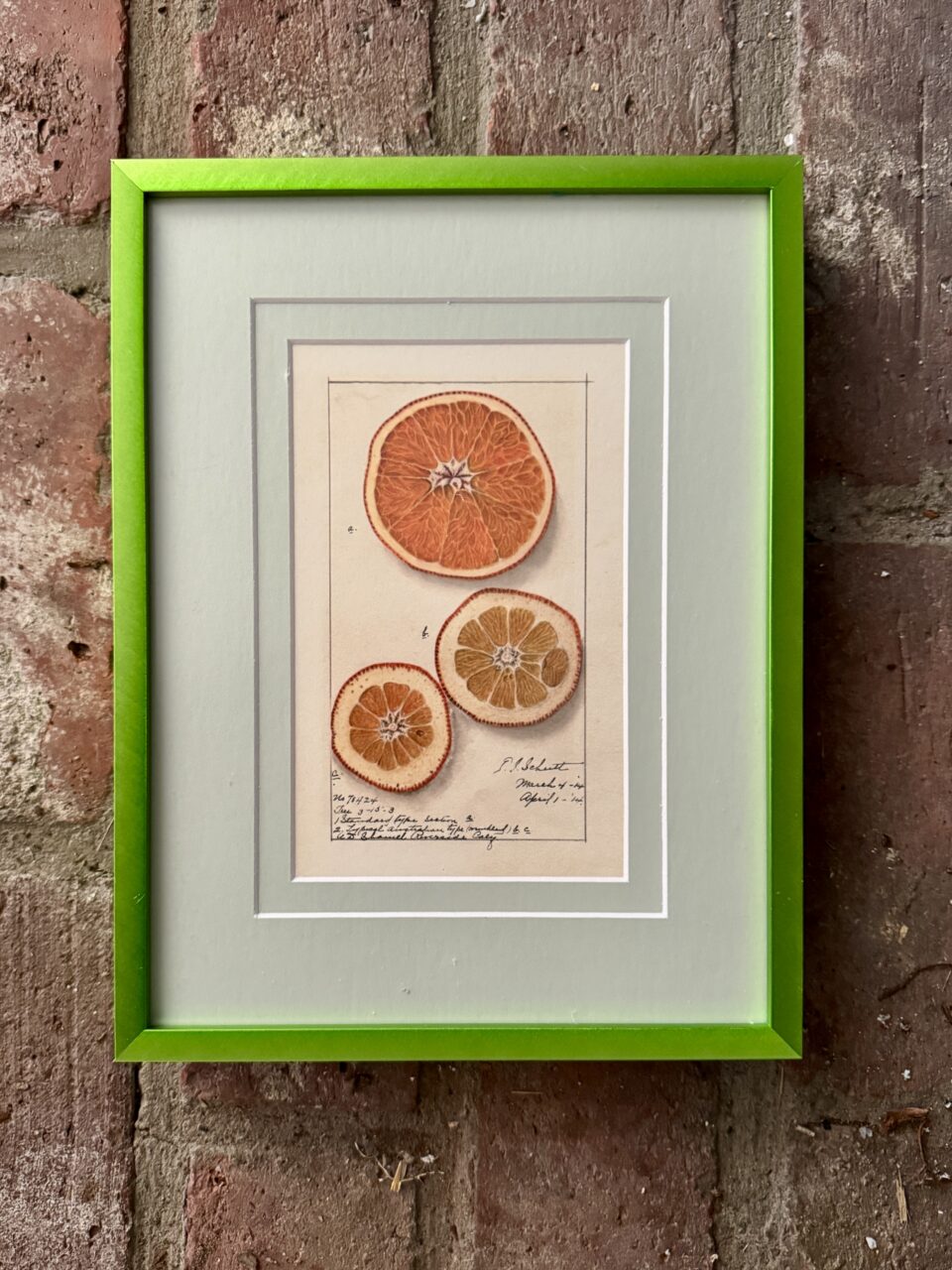 Single Mat vs Double Mat: Which Is Right For My Artwork? 9 botanical print on an orange with green matting and green picture frame